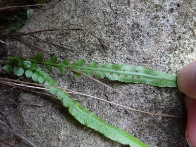 Doodia linearis, photographed by Gary Williams