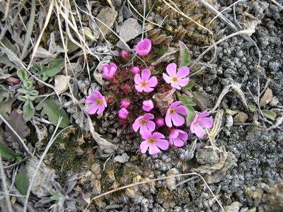 Androsace montana, photographed by Alan Prather