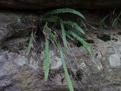 Doodia linearis, photographed by Gary Williams