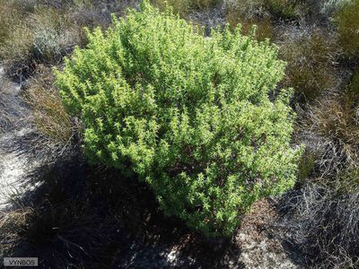 Cliffortia ceresana, photographed by Chris Vynbos