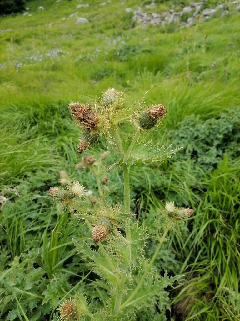 Cirsium bertolonii, photographed by silk128
