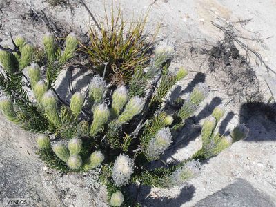 Phylica rigida, photographed by Chris Vynbos
