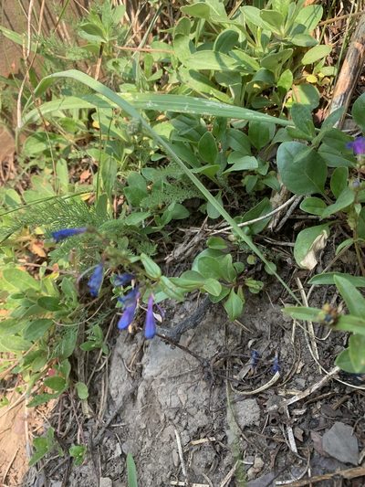Penstemon albertinus, photographed by Spencer Quayle