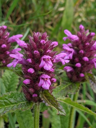 Betonica hirsuta, photographed by Denis Bastianelli