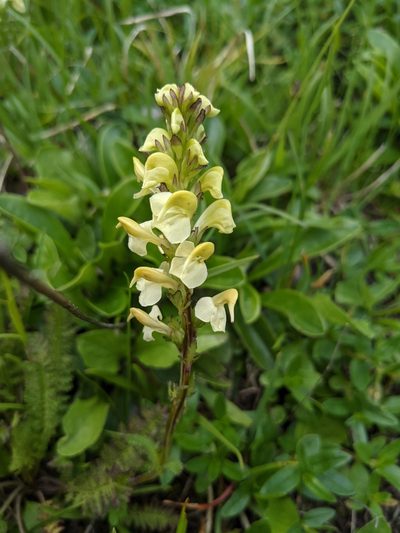 Pedicularis ascendens, photographed by Denis Bastianelli