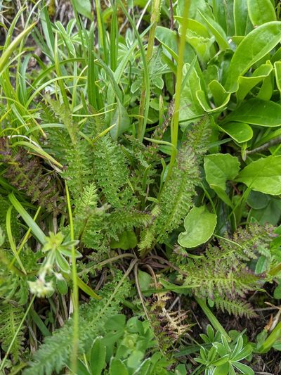 Pedicularis ascendens, photographed by Denis Bastianelli