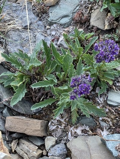 Phacelia lyallii, photographed by Spencer Quayle