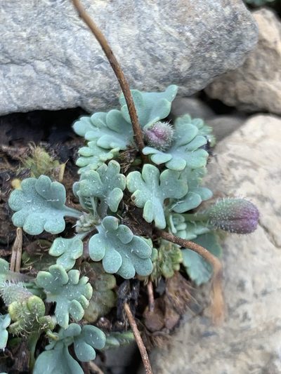 Oreomecon pygmaea, photographed by Spencer Quayle