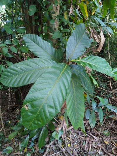 Artocarpus hirsutus, photographed by Navaneeth Sini George