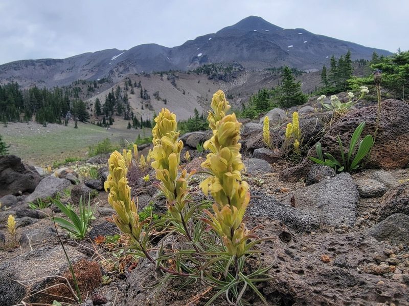 Castilleja arachnoidea, photographed by Christine Braaten