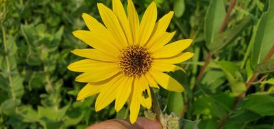 Helianthus mollis, photographed by Edie