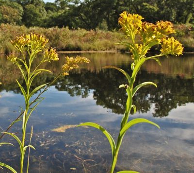Solidago riddellii, photographed by aarongunnar