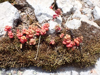 Sedum divergens, photographed by John Brew