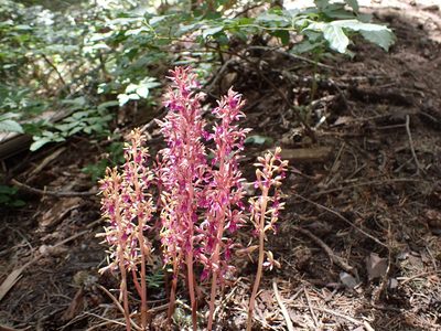 Corallorhiza mertensiana, photographed by John Brew