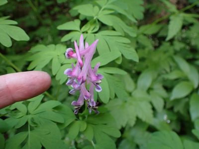 Corydalis scouleri, photographed by John Brew