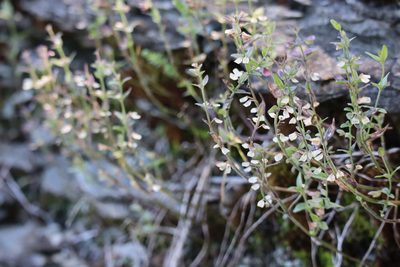 Scutellaria parvula, photographed by Henry "Nick" Robertson