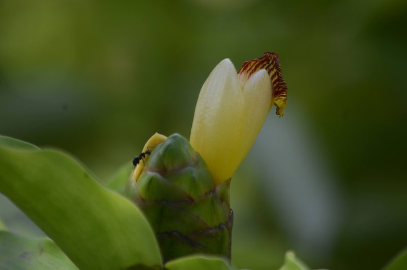 Costus pictus, photographed by Surabhi Srivastava
