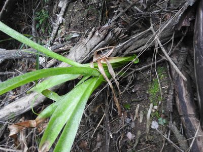 Stellarioides longebracteata, photographed by Matthew Fainman