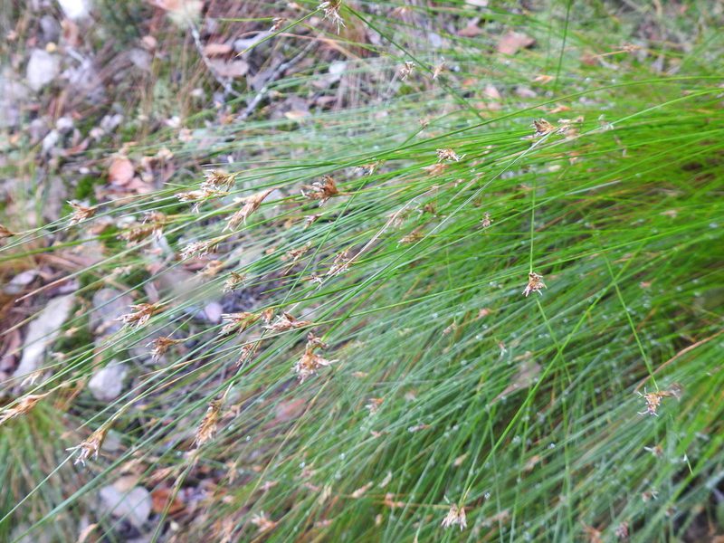Ficinia fascicularis, photographed by Matthew Fainman