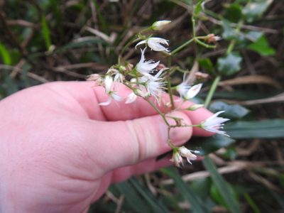 Crassula sarmentosa, photographed by Matthew Fainman