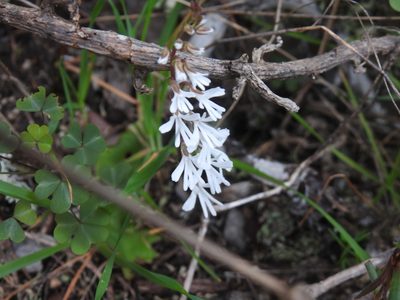 Holothrix parviflora, photographed by Matthew Fainman