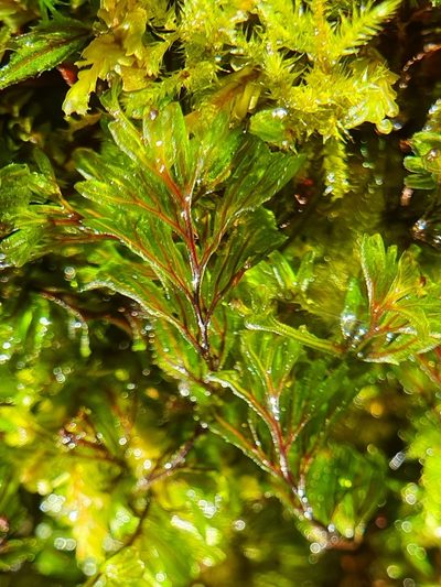 Hymenophyllum wilsonii, photographed by Jonathan Hughes