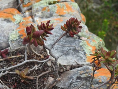 Crassula rubricaulis, photographed by Matthew Fainman