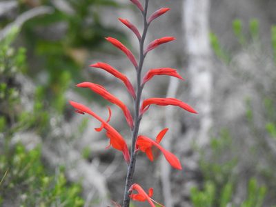Tritoniopsis afra, photographed by Matthew Fainman