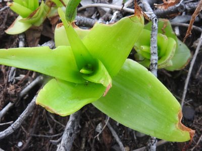 Bulbine latifolia, photographed by Matthew Fainman