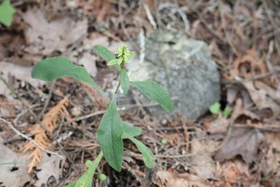 Solidago hispida, photographed by Henry "Nick" Robertson