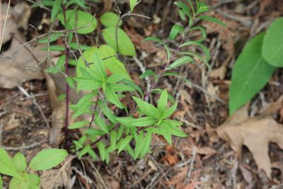 Polygala senega, photographed by Henry "Nick" Robertson