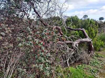 Arctostaphylos pajaroensis