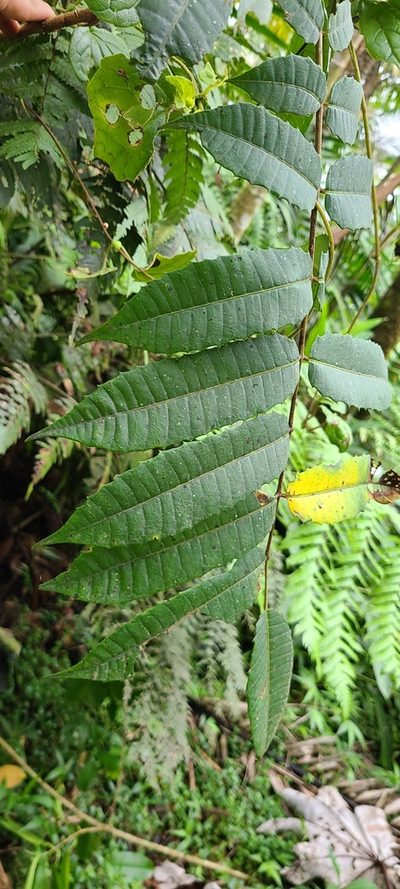 Comocladia glabra, photographed by ritirene