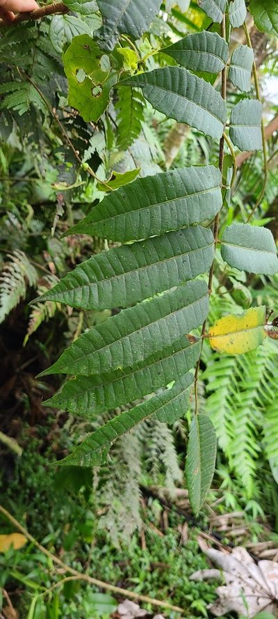 Comocladia glabra, photographed by ritirene