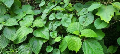 Urera baccifera, photographed by ritirene