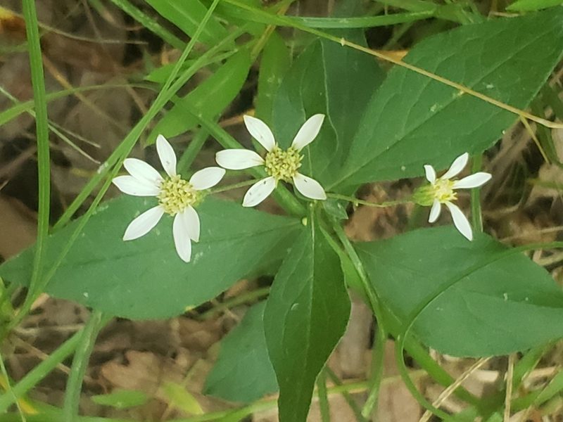 Doellingeria infirma, photographed by Mark Richman