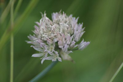 Allium ledebourianum, photographed by Елена Радостева