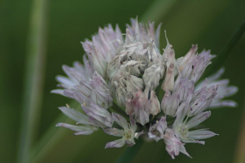 Allium ledebourianum, photographed by Елена Радостева