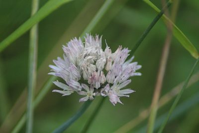 Allium ledebourianum, photographed by Елена Радостева
