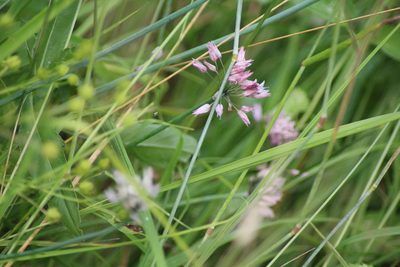 Allium ledebourianum, photographed by Елена Радостева