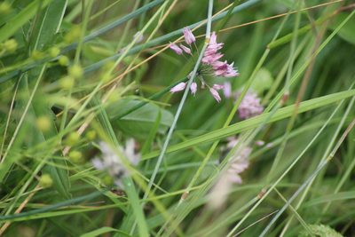 Allium ledebourianum, photographed by Елена Радостева