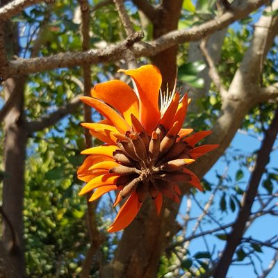 Erythrina afra, photographed by Margaret Burger