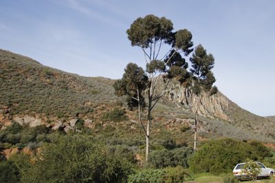 Eucalyptus cladocalyx, photographed by Tony Rebelo