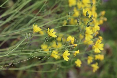 Crepidiastrum tenuifolium, photographed by Nina Filippova
