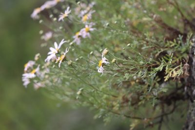 Tanacetum sinuatum, photographed by Nina Filippova