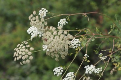 Kitagawia baicalensis, photographed by Nina Filippova
