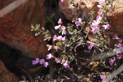 Indigofera pilgeriana, photographed by Tony Rebelo