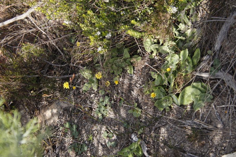 Othonna perfoliata, photographed by Tony Rebelo