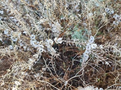 Lepidium perfoliatum, photographed by Igor Balashov