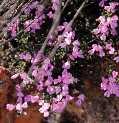 Indigofera pilgeriana, photographed by Tony Rebelo